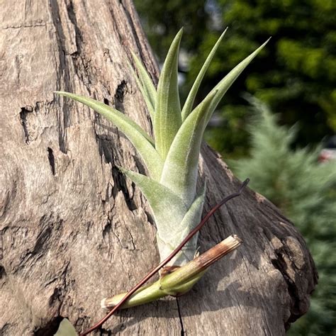 旋風木柄鳳開花